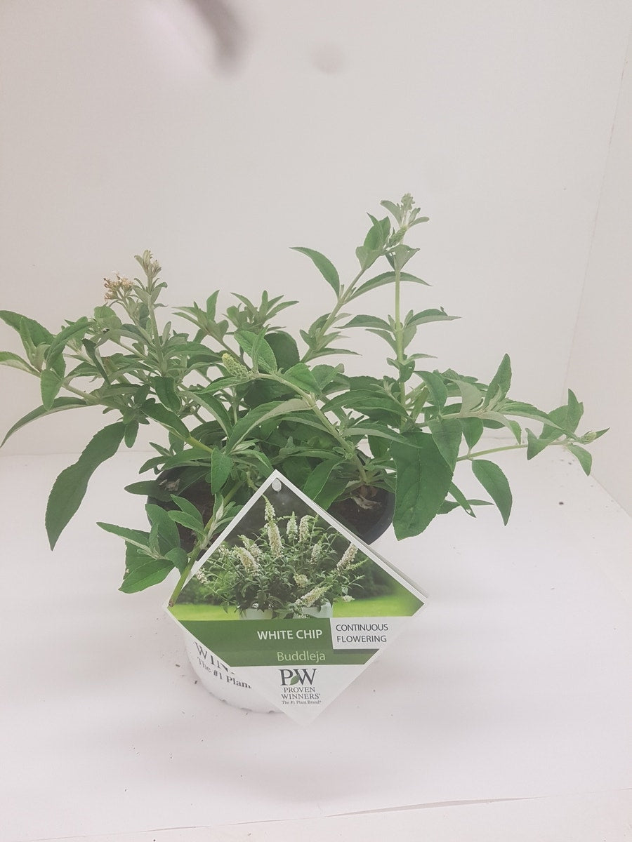  Vlinderstruik (Buddleja 'White Chip')