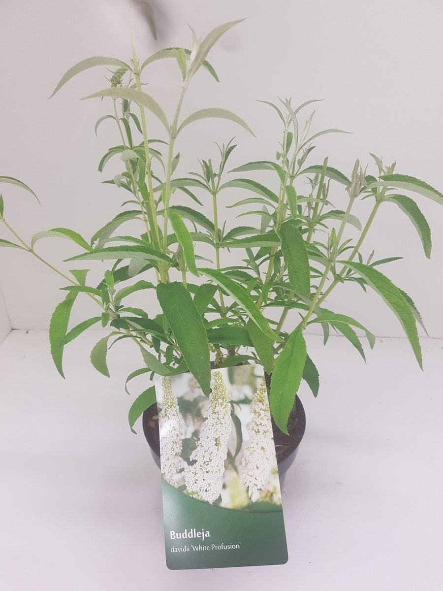  Vlinderstruik (Buddleja Davidii 'White Profusion')