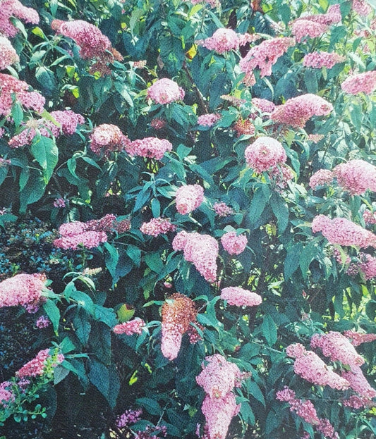  Vlinderstruik (Buddleja 'Pink Panther®')
