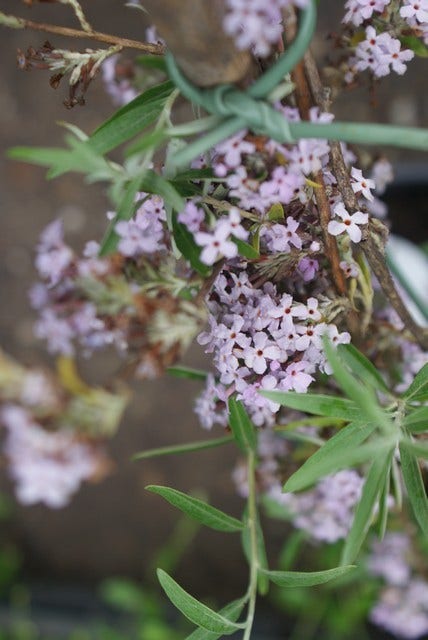  Vlinderstruik (Buddleja Alternifolia)