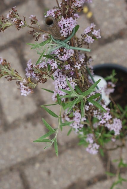  Vlinderstruik (Buddleja Alternifolia)