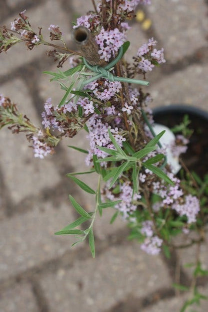  Vlinderstruik (Buddleja Alternifolia)