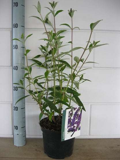  Vlinderstruik (Buddleja Davidii 'Black Knight')