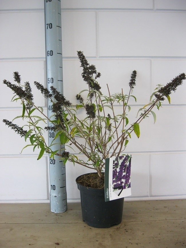  Vlinderstruik (Buddleja Davidii 'Black Knight')