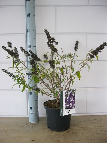  Vlinderstruik (Buddleja Davidii 'Black Knight')