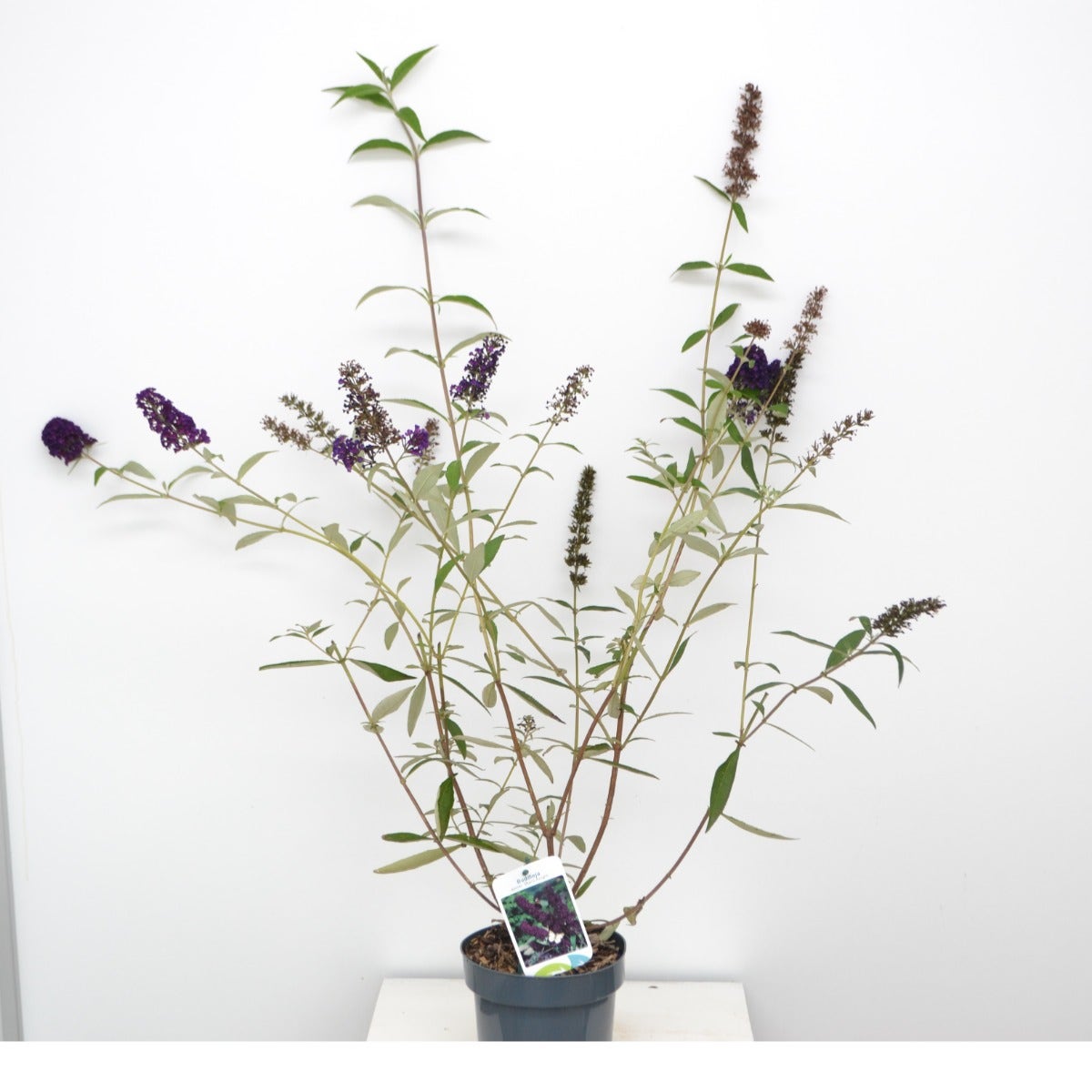 Vlinderstruik (Buddleja Davidii 'Black Knight')