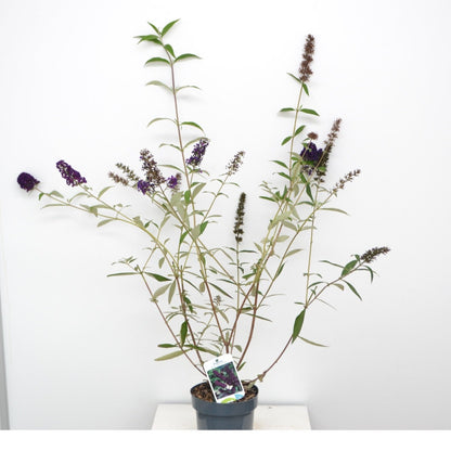 Vlinderstruik (Buddleja Davidii 'Black Knight')
