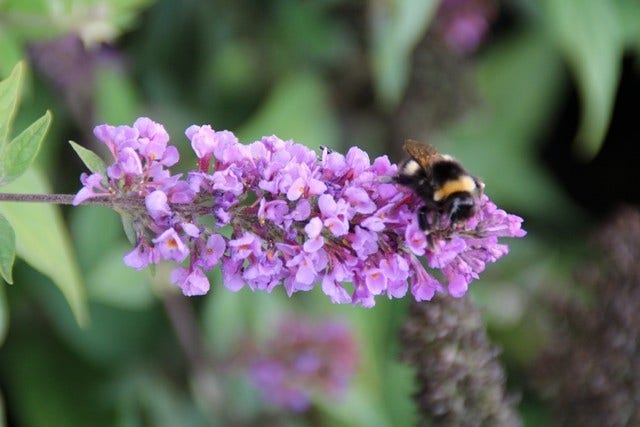  Vlinderstruik (Buddleja 'Blue Chip')