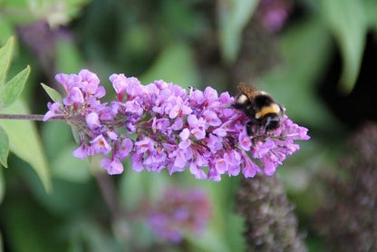  Vlinderstruik (Buddleja 'Blue Chip')