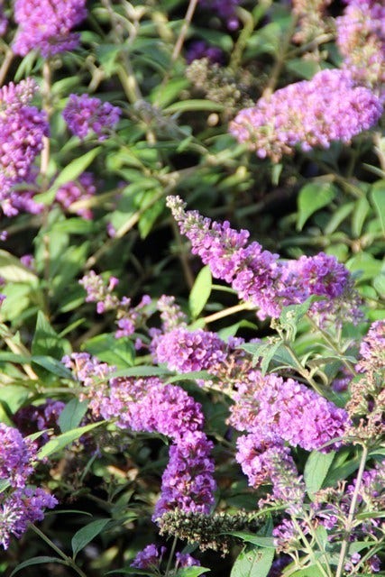  Vlinderstruik (Buddleja 'Blue Chip')
