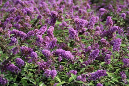  Vlinderstruik (Buddleja 'Blue Chip')