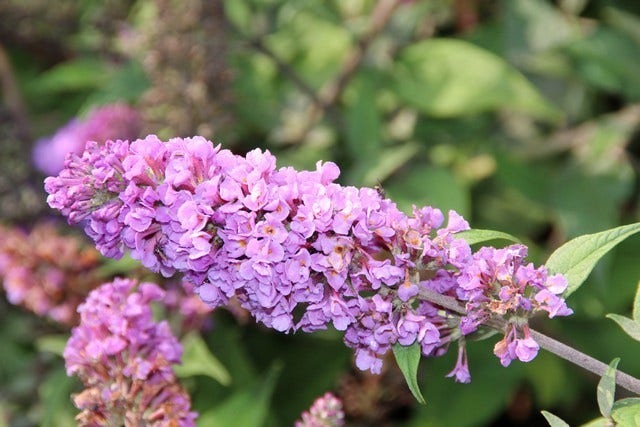  Vlinderstruik (Buddleja 'Blue Chip')