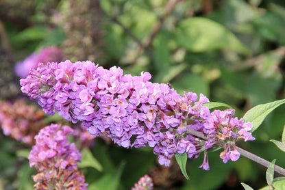  Vlinderstruik (Buddleja 'Blue Chip')