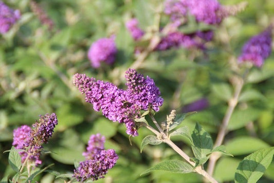  Vlinderstruik (Buddleja 'Blue Chip')
