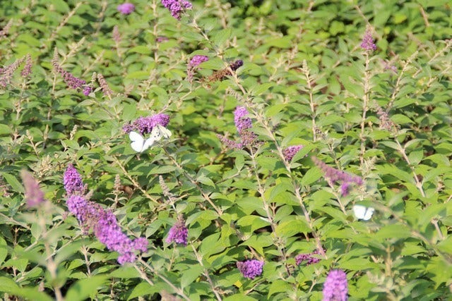  Vlinderstruik (Buddleja 'Blue Chip')