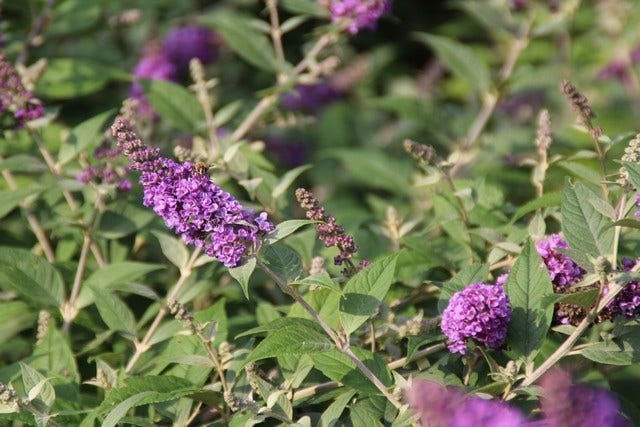  Vlinderstruik (Buddleja 'Blue Chip')