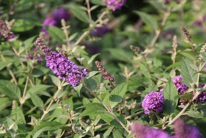  Vlinderstruik (Buddleja 'Blue Chip')