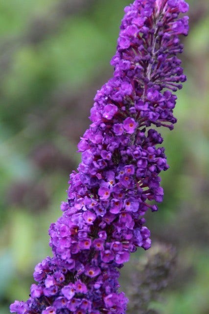  Vlinderstruik (Buddleja Davidii 'Black Knight')