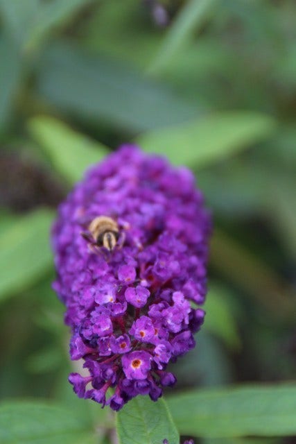  Vlinderstruik (Buddleja Davidii 'Black Knight')