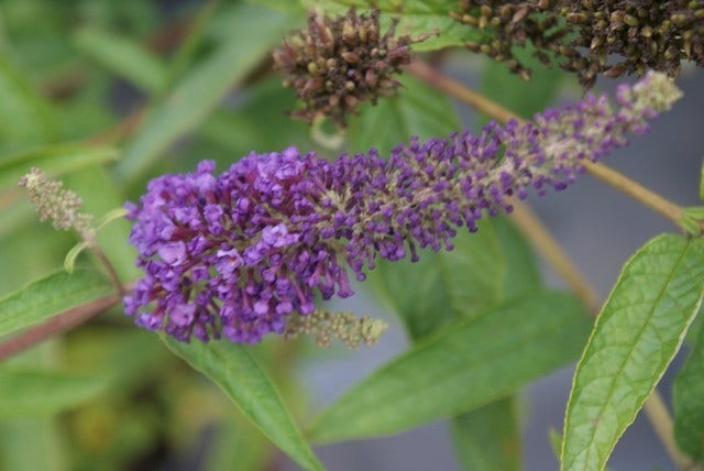  Vlinderstruik (Buddleja Davidii 'Empire Blue')