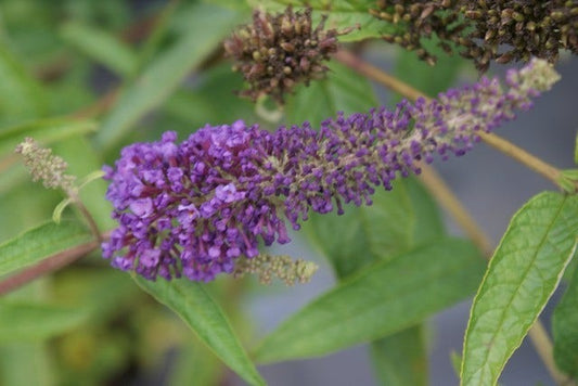  Vlinderstruik (Buddleja Davidii 'Empire Blue')