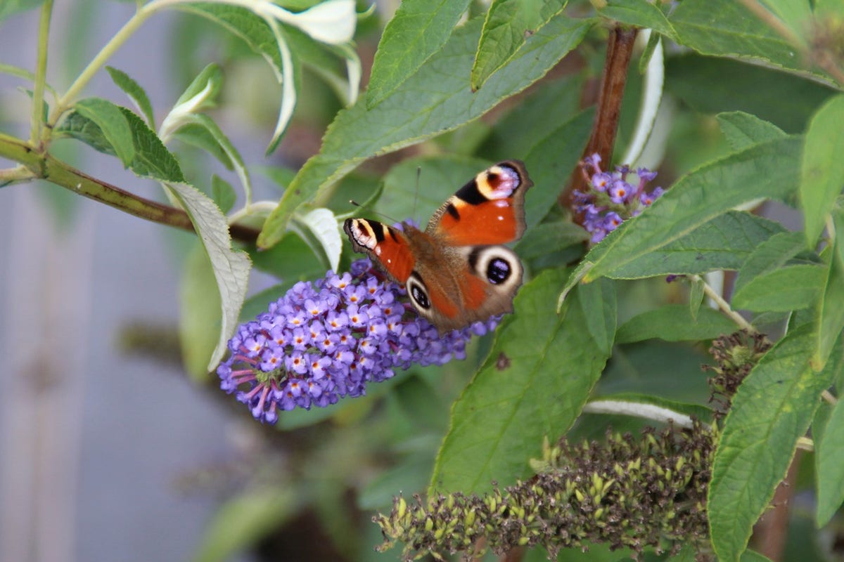  Vlinderstruik (Buddleja Davidii 'Empire Blue')
