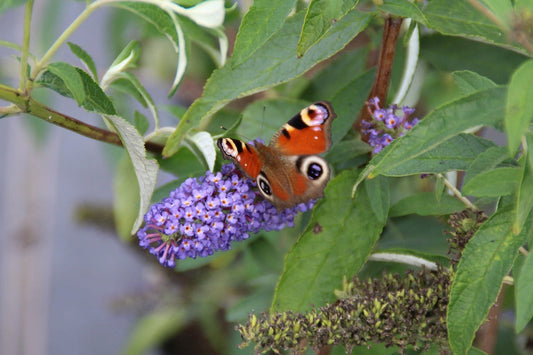  Vlinderstruik (Buddleja Davidii 'Empire Blue')