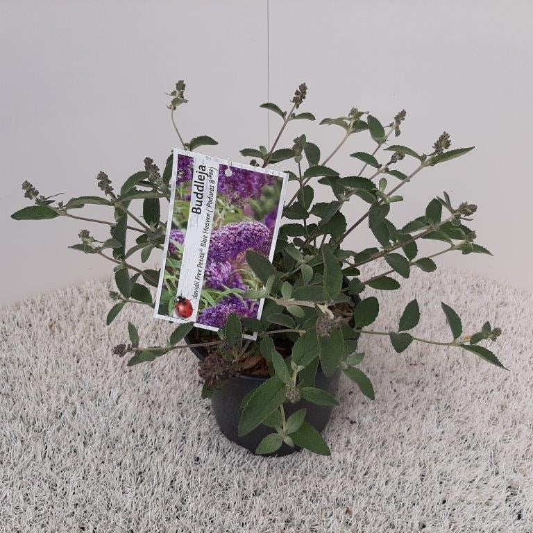  Vlinderstruik (Buddleja Free Petite 'Blue Heaven')