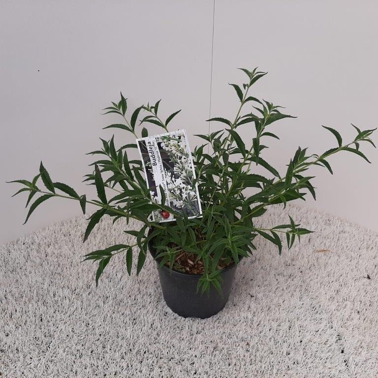  Vlinderstruik (Buddleja 'Free Petite® Snow White')