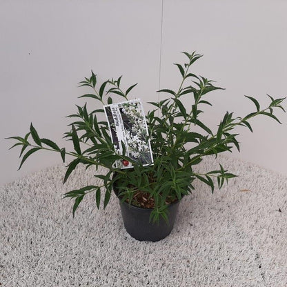  Vlinderstruik (Buddleja 'Free Petite® Snow White')