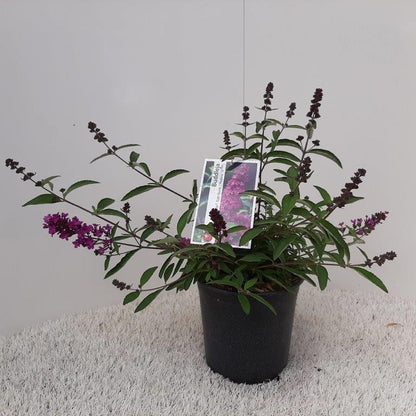  Vlinderstruik (Buddleja Davidii Petite 'Tutti Frutti')