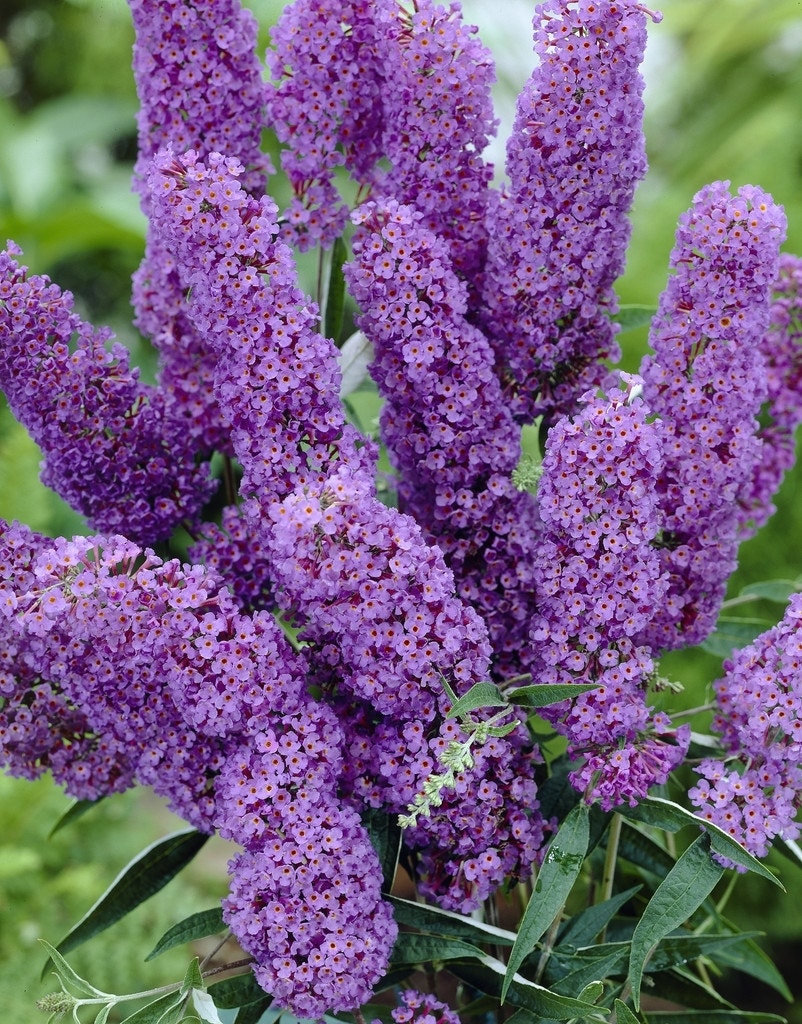  Vlinderstruik (Buddleja Davidii 'Nanho Blue')