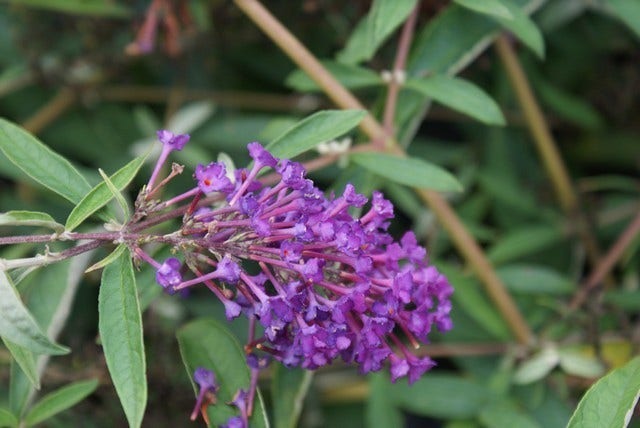  Vlinderstruik (Buddleja Davidii 'Nanho Blue')
