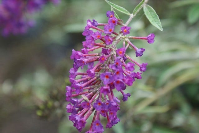  Vlinderstruik (Buddleja Davidii 'Nanho Blue')