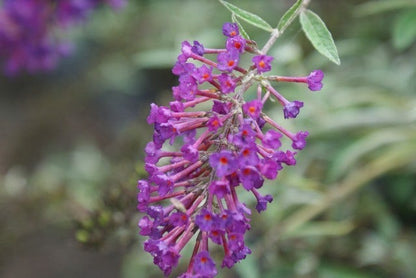  Vlinderstruik (Buddleja Davidii 'Nanho Blue')