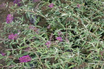  Vlinderstruik (Buddleja Davidii 'Nanho Blue')