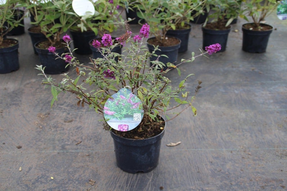  Vlinderstruik (Buddleja Davidii Free Petite® Dark Pink )
