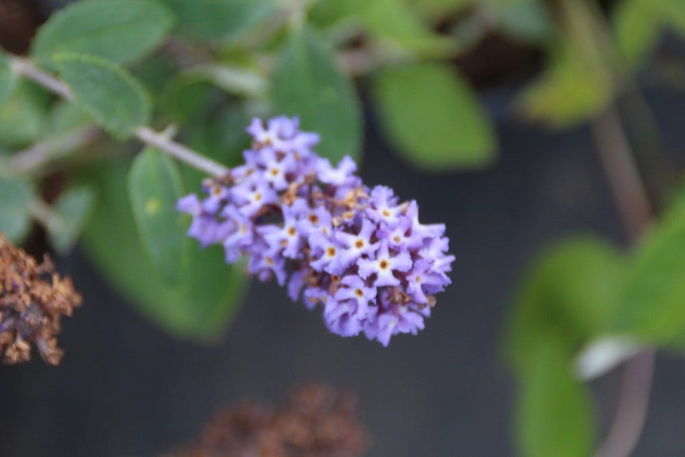  Vlinderstruik (Buddleja Free Petite 'Blue Heaven')