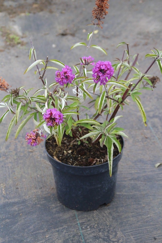  Vlinderstruik (Buddleja Davidii Petite 'Tutti Frutti')
