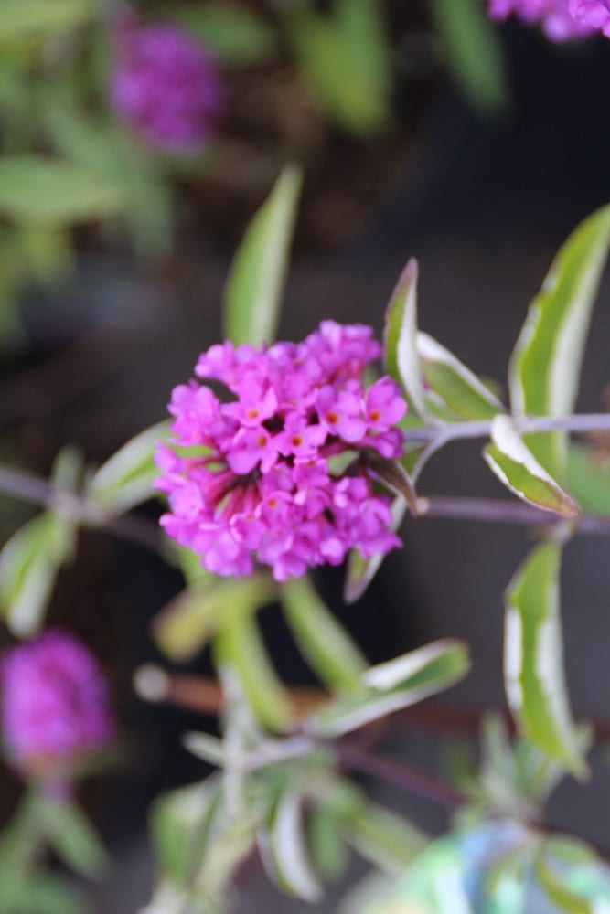  Vlinderstruik (Buddleja Davidii Petite 'Tutti Frutti')