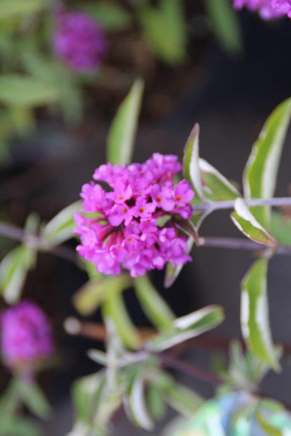  Vlinderstruik (Buddleja Davidii Petite 'Tutti Frutti')