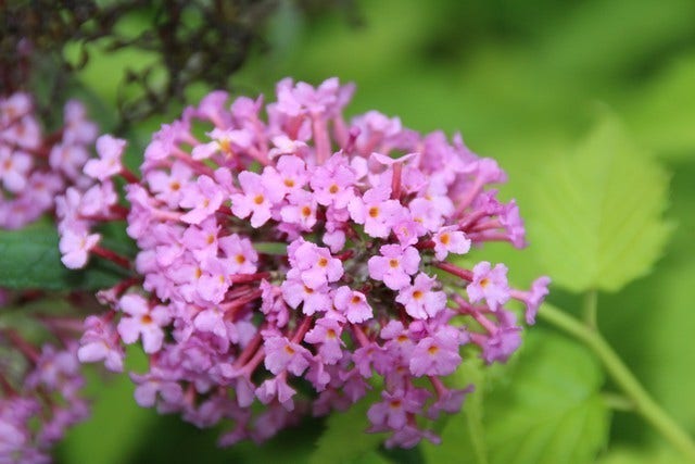  Vlinderstruik (Buddleja Davidii 'Pink Delight')