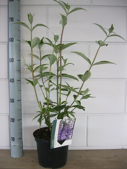 Vlinderstruik (Buddleja Davidii 'Empire Blue')
