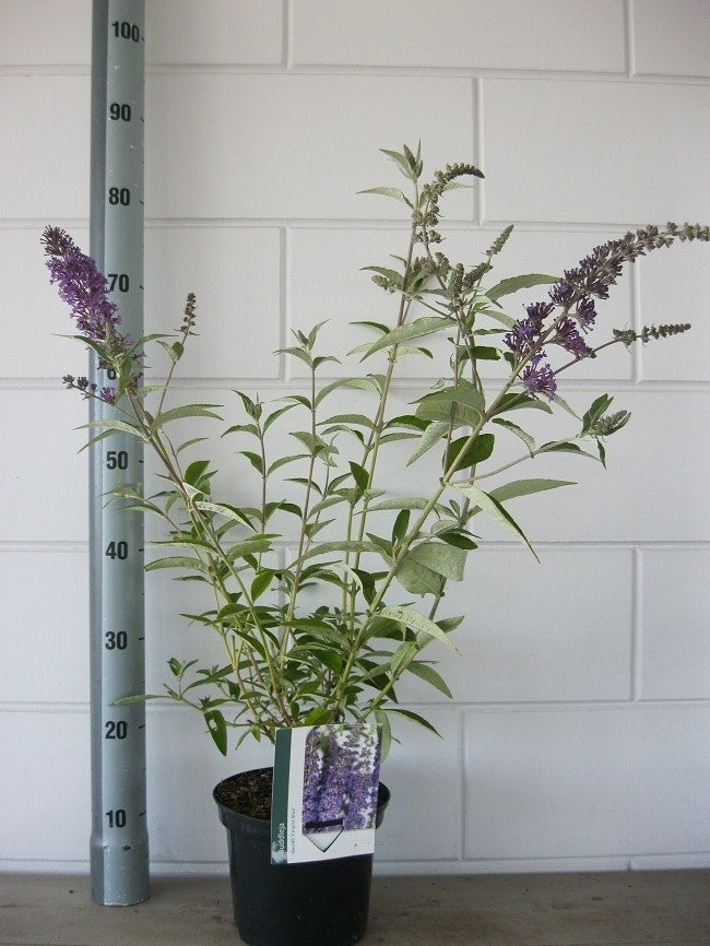  Vlinderstruik (Buddleja Davidii 'Empire Blue')
