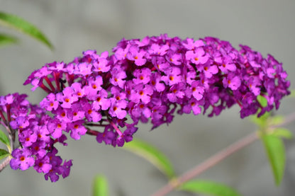  Vlinderstruik (Buddleja Davidii 'Empire Blue')