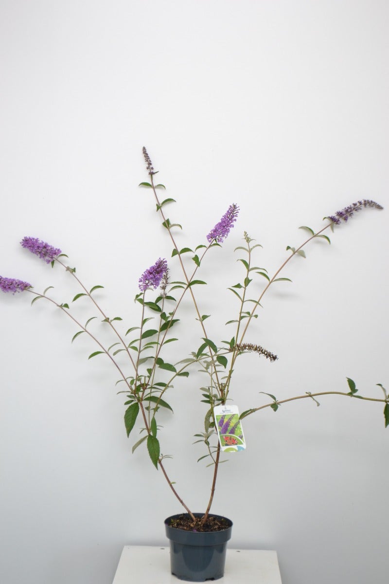  Vlinderstruik (Buddleja Davidii 'Empire Blue')