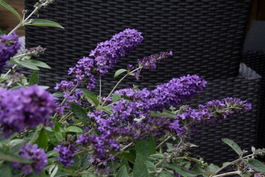  Vlinderstruik (Buddleja Free Petite 'Blue Heaven')