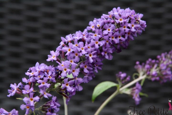  Vlinderstruik (Buddleja Free Petite 'Blue Heaven')