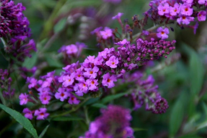  Vlinderstruik (Buddleja Davidii Free Petite® Dark Pink )