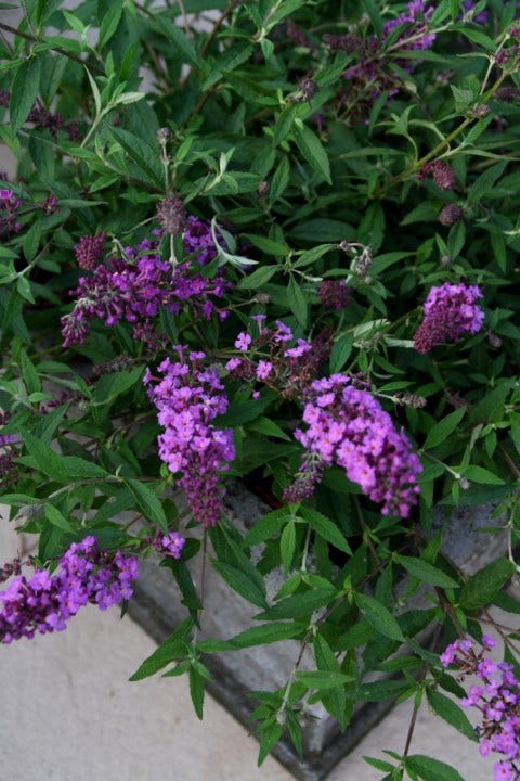  Vlinderstruik (Buddleja Davidii Free Petite® Dark Pink )